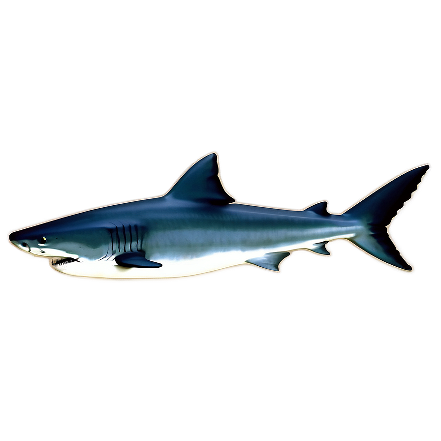 Tiger Shark Fin Graphic Png Hly PNG Image