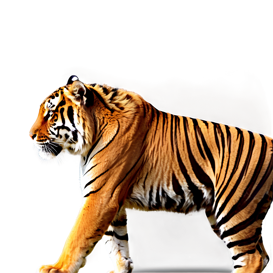 Tiger Walking Png Era PNG Image