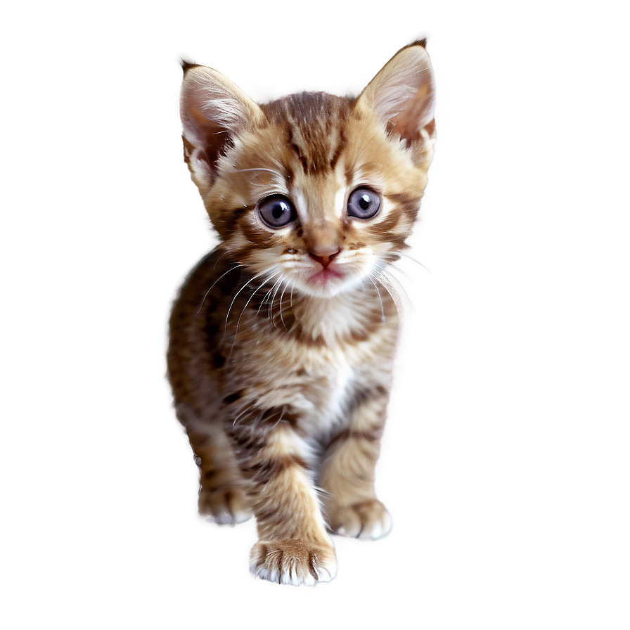 Tiny Kitten Png 97 PNG Image