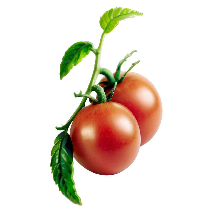 Tomato Plant Disease Png Gyg26 PNG Image