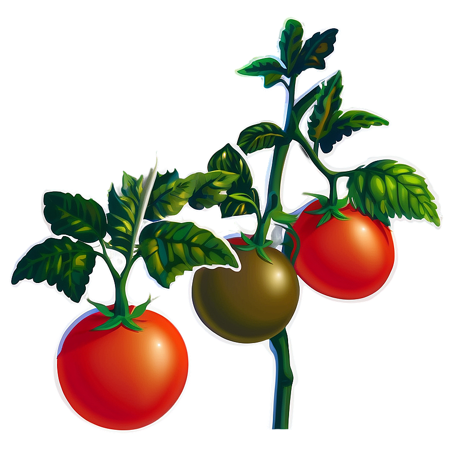 Tomato Plant Vine Png 06212024 PNG Image