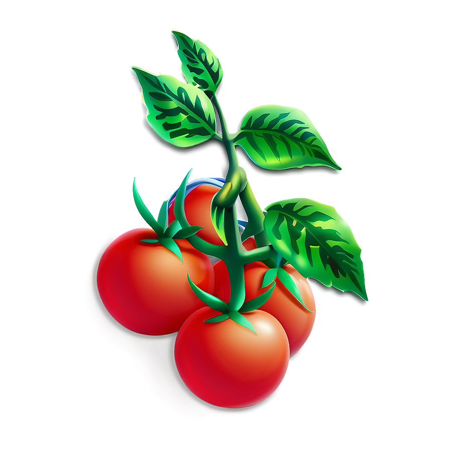 Tomato Plant With Tomatoes Png Vmo PNG Image