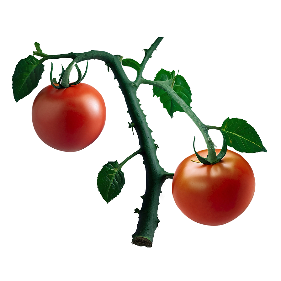 Tomato Vine Isolated Png 49 PNG Image