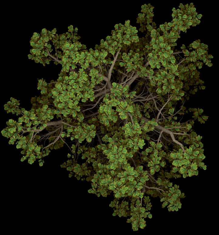 Top Down Viewof Tree Canopy PNG Image