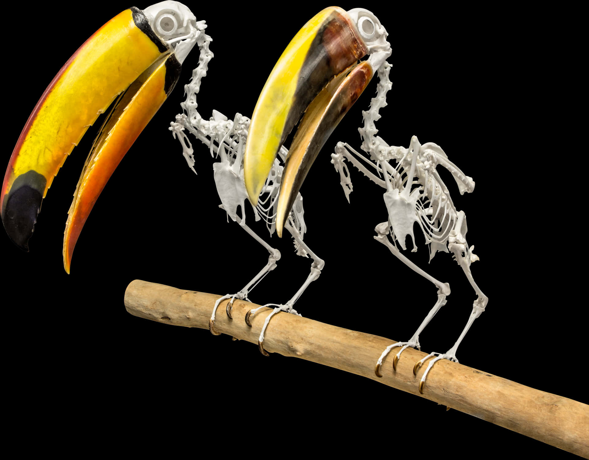 Toucan Skeleton Artwork PNG Image