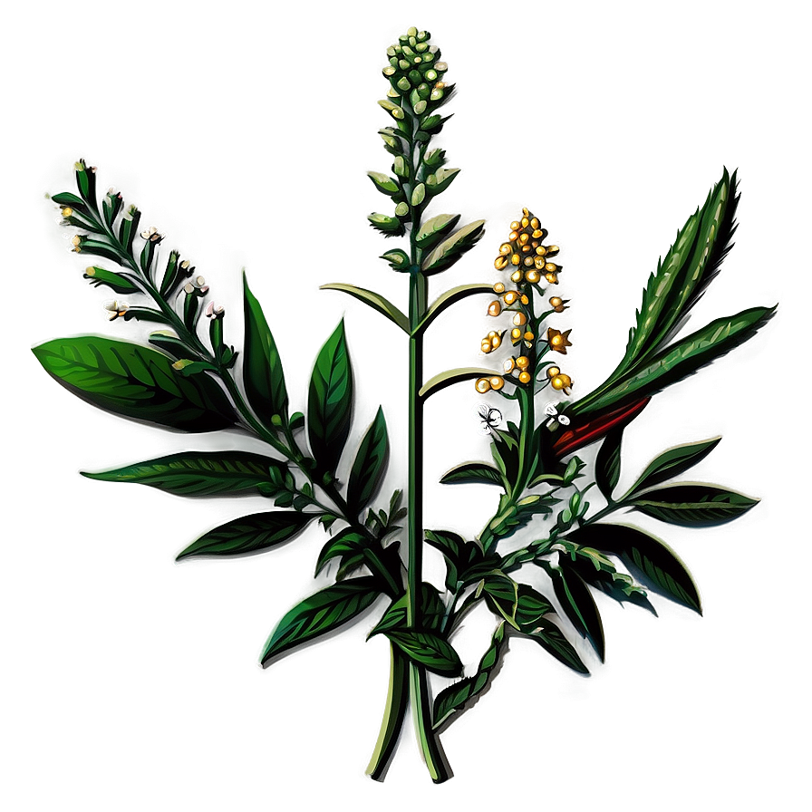 Traditional Botanical Print Png 3 PNG Image