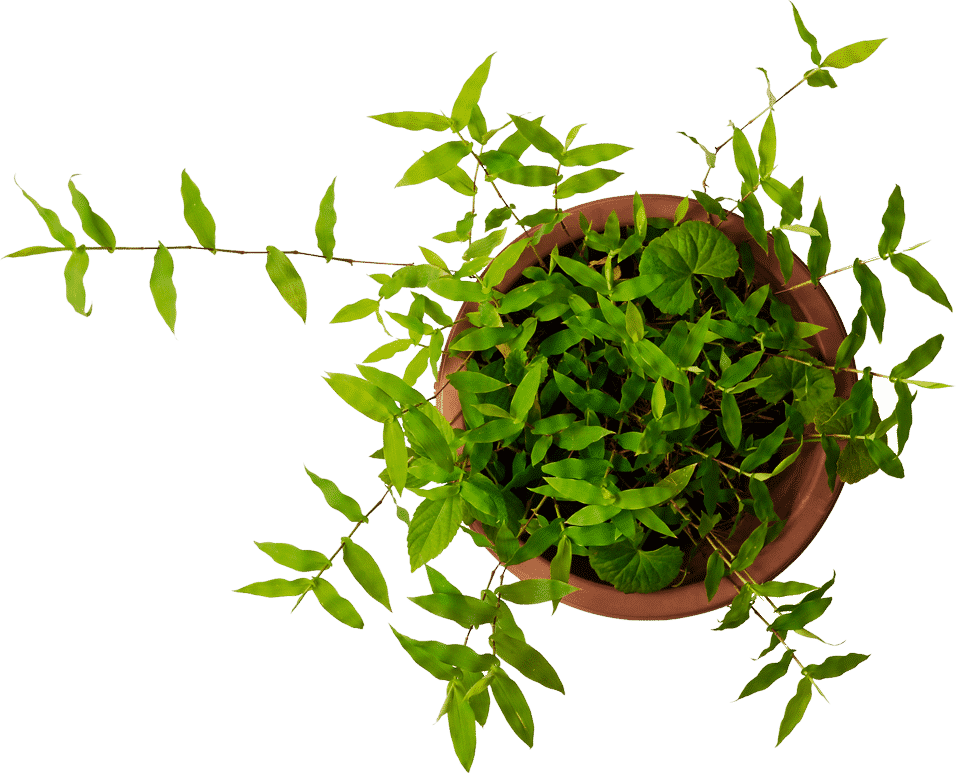 Trailing Green Plantin Terra Cotta Pot PNG Image