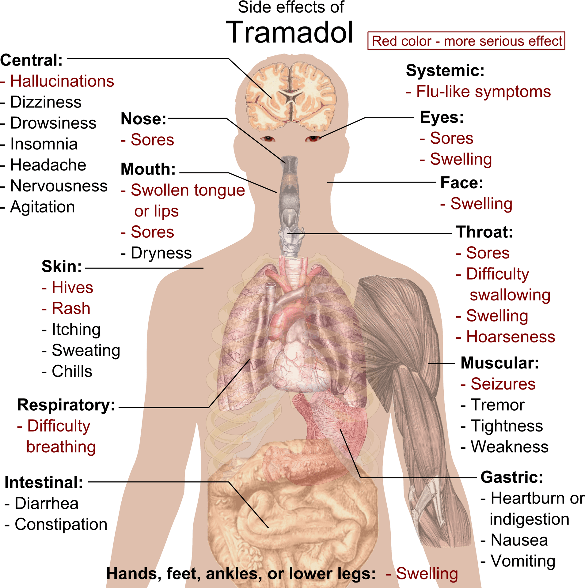 Tramadol Side Effects Human Body Illustration PNG Image