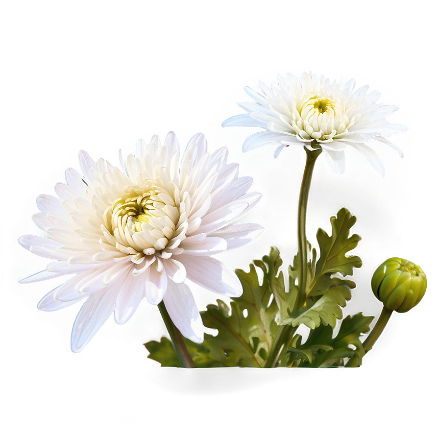 Tranquil Chrysanthemum Png 50 PNG Image