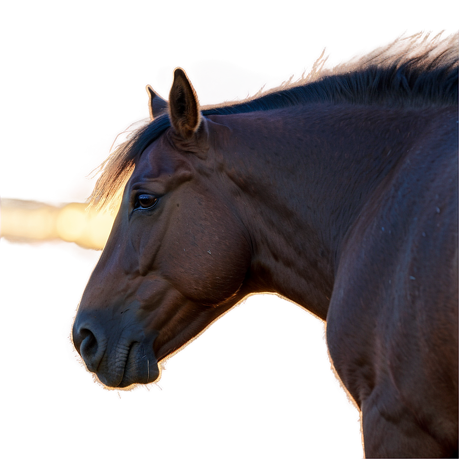 Tranquil Mustang Horse Sunrise Png Tpn94 PNG Image