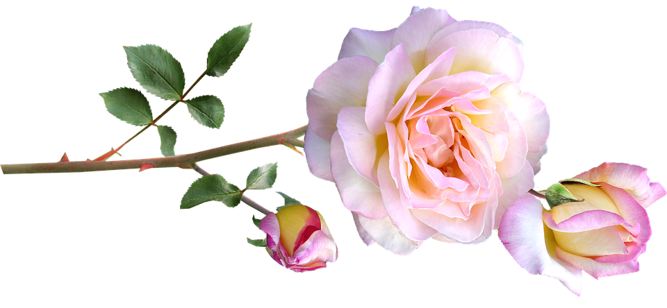 Tranquil Pink Rose Branch PNG Image