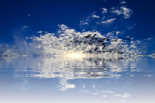 Tranquil_ Sky_and_ Water_with_ Birds_ Flying PNG Image