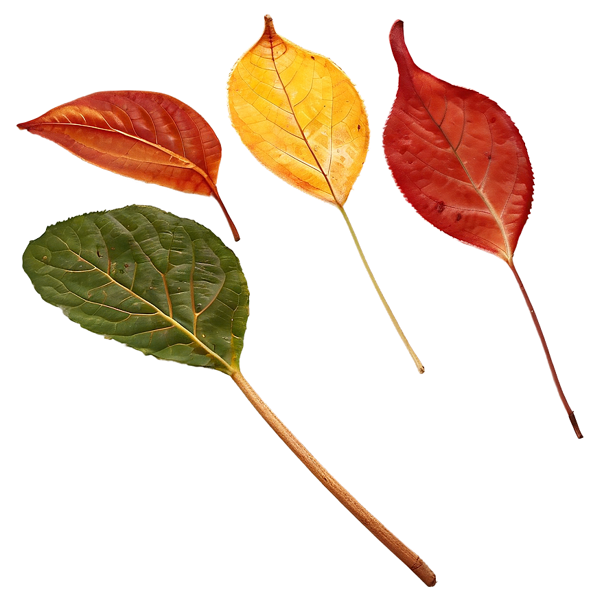 Transparent Autumn Leaf Png Tkt99 PNG Image