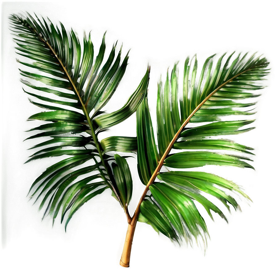 Transparent Background Palm Leaves Png 14 PNG Image