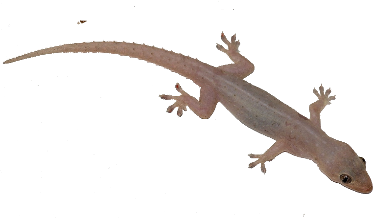 Transparent Geckoon Blue Background PNG Image