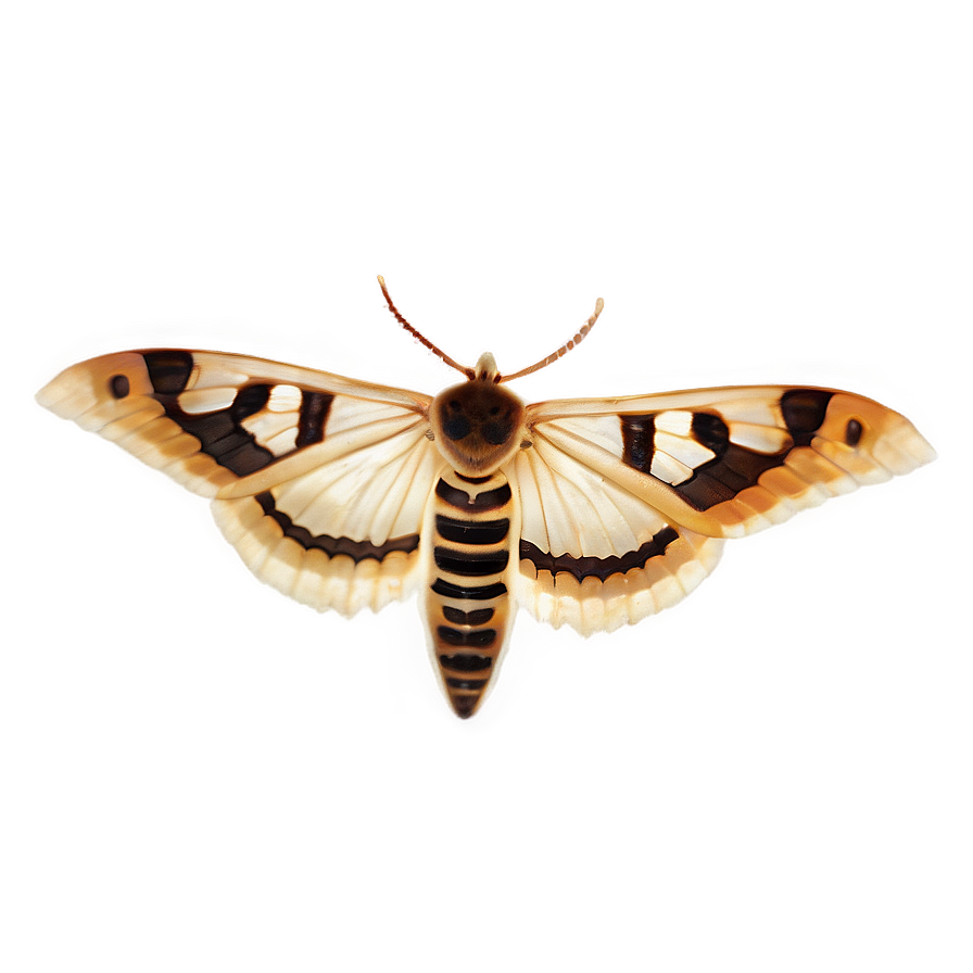 Transparent Moth Png Fhb PNG Image