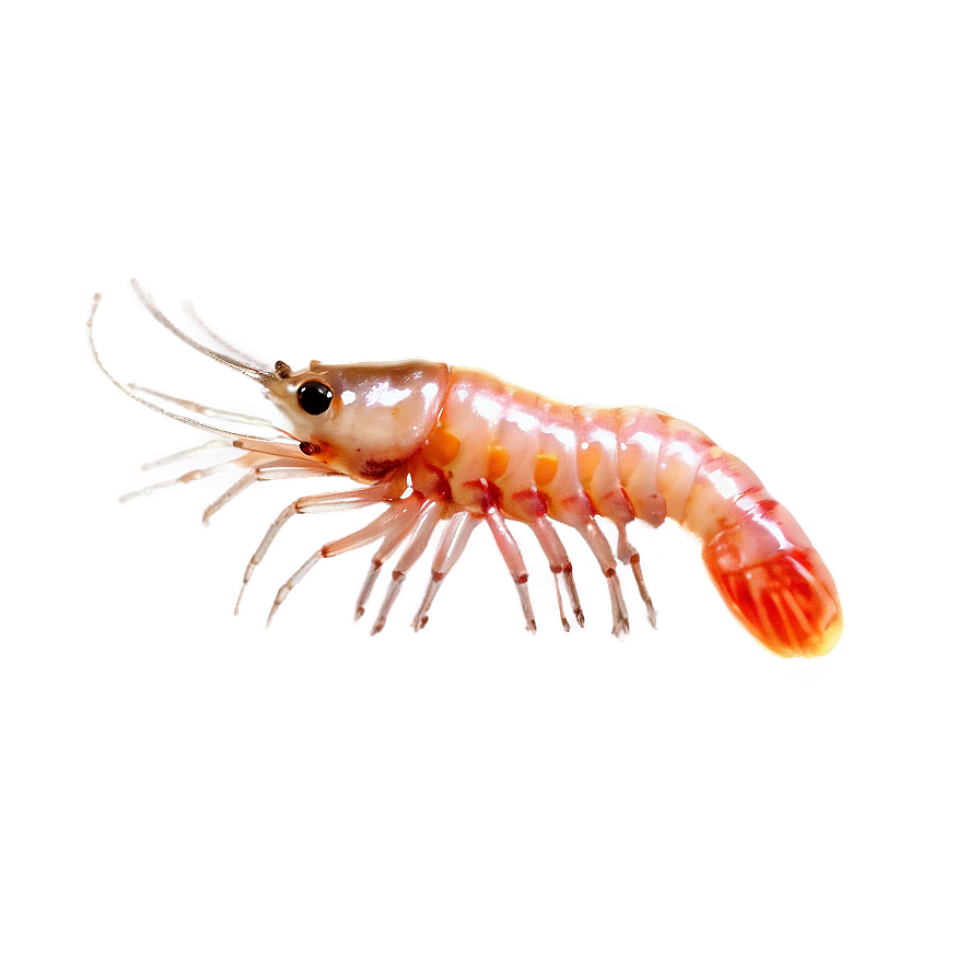 Transparent Shrimp Png Fuy84 PNG Image