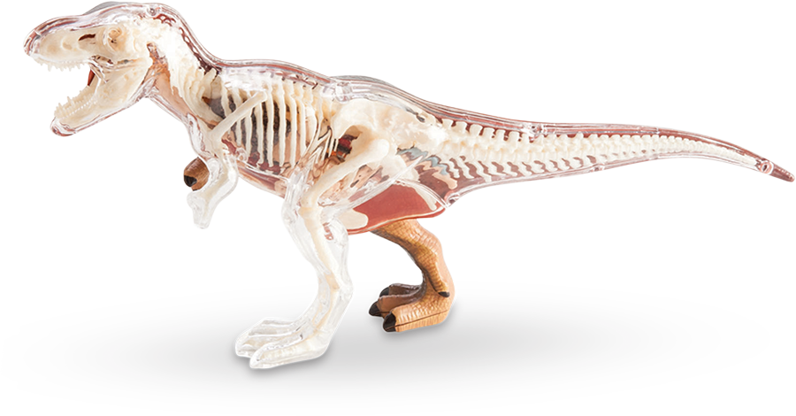 Transparent T Rex Skeleton Model PNG Image