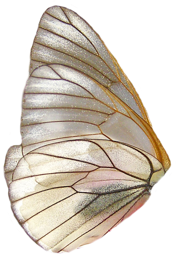 Transparent Winged Moth PNG Image