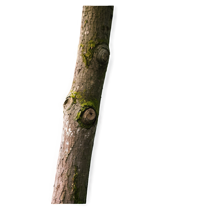 Tree Branch Isolated On White Png Nio43 PNG Image