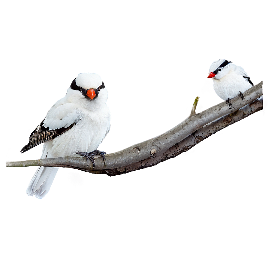 Tree Branches With Birds Png Dbk94 PNG Image