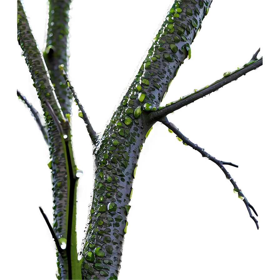 Tree Branches With Dew Png 46 PNG Image