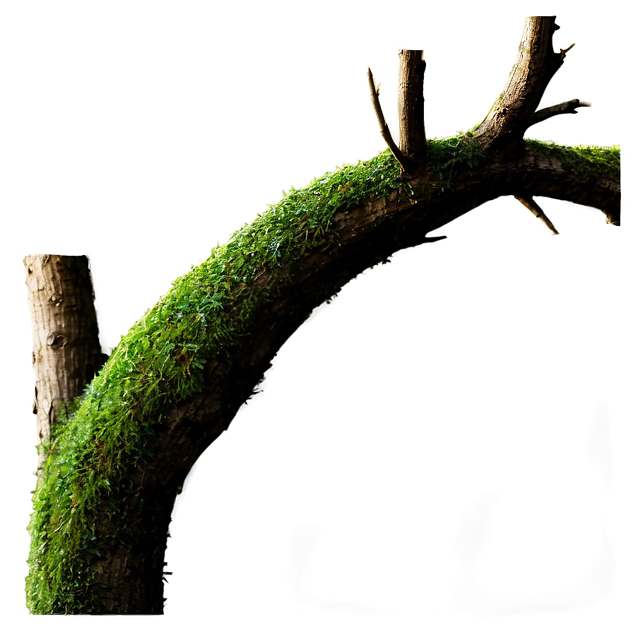 Tree Branches With Moss Png Dns93 PNG Image