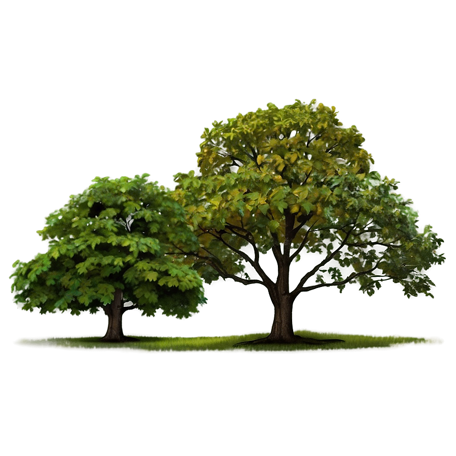 Tree Elevation C PNG Image