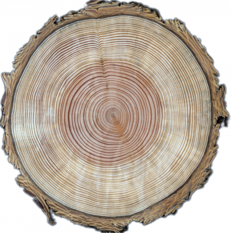 Tree Ring Cross Section Wood Texture PNG Image