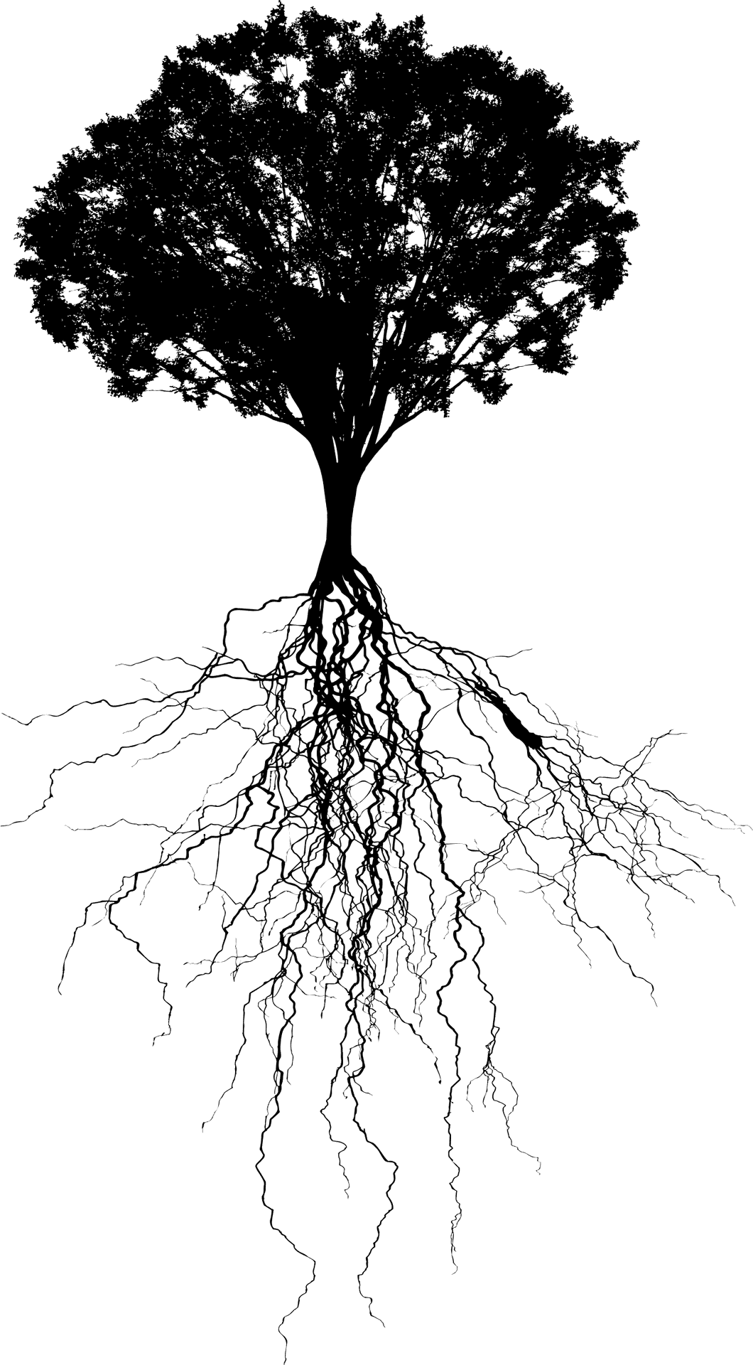 Tree Silhouettewith Roots PNG Image