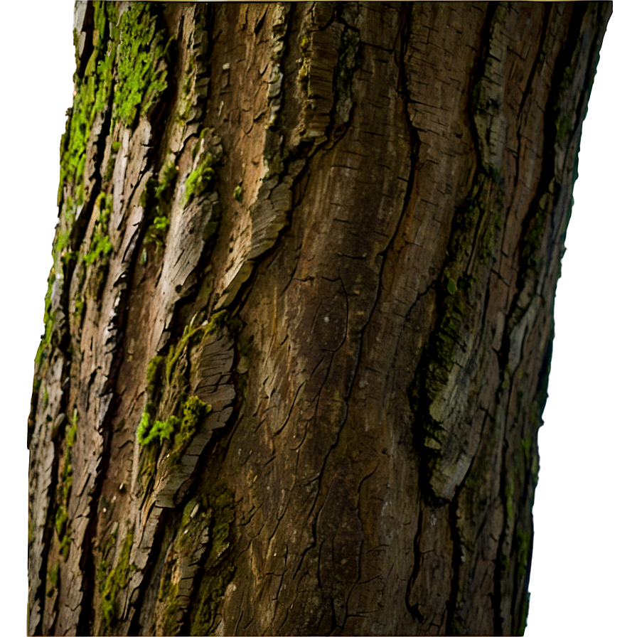 Tree Trunk Closeup Png Cwm1 PNG Image