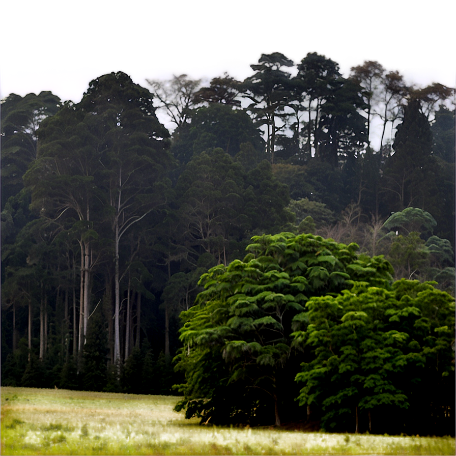 Treeline In Misty Morning Png 25 PNG Image