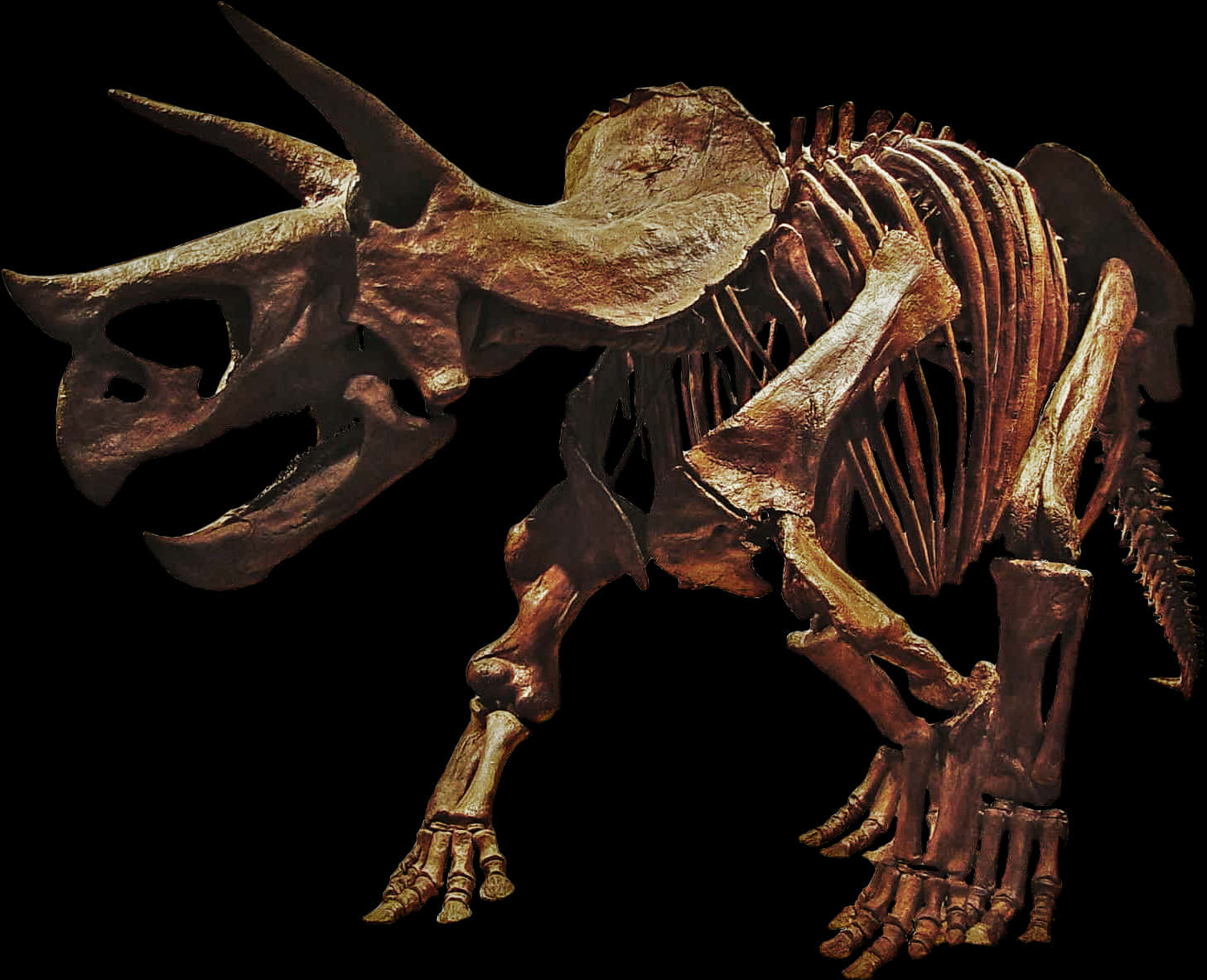 Triceratops Skeleton Exhibit PNG Image