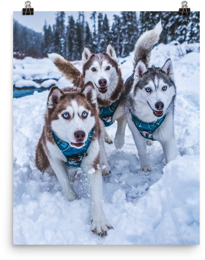 Trioof Huskiesin Snow PNG Image