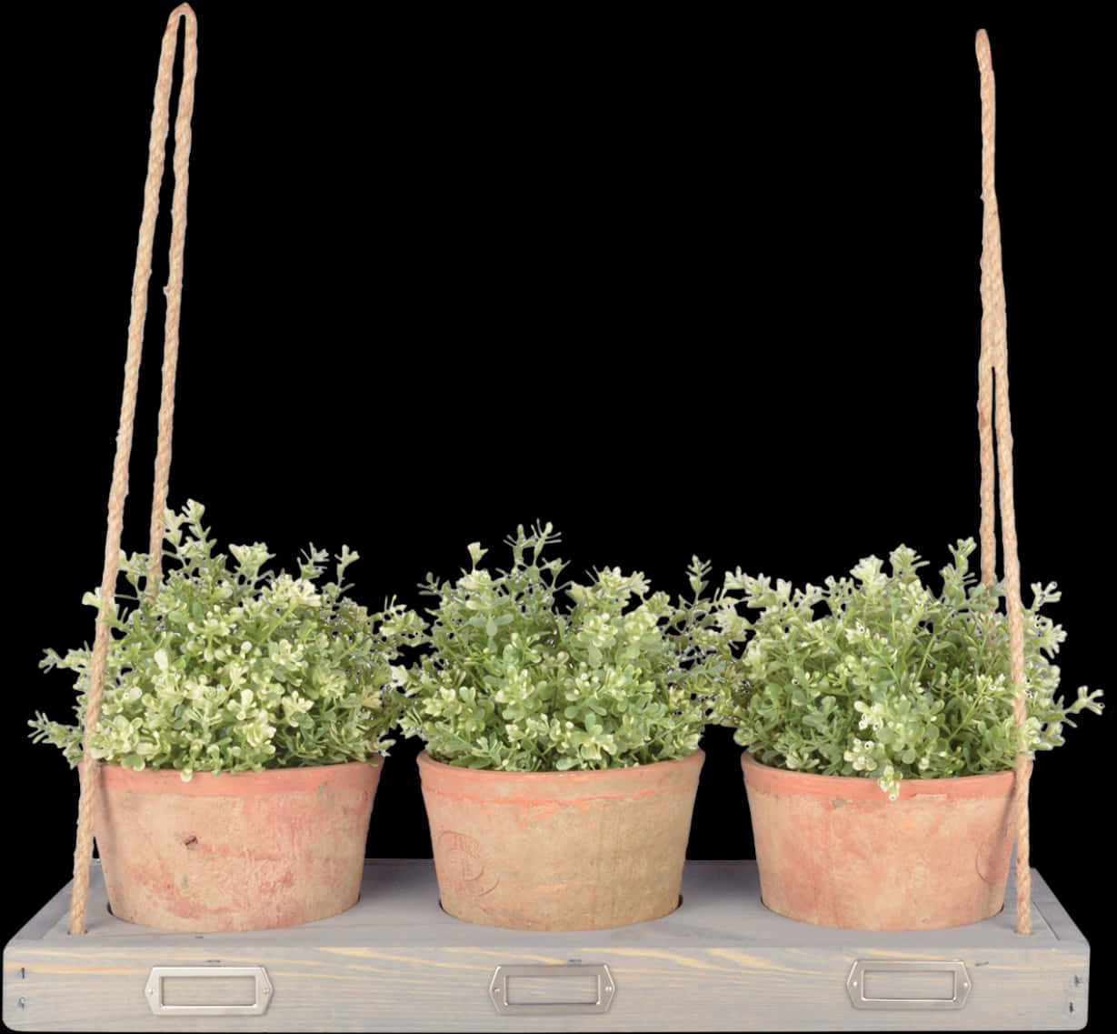 Triple Hanging Plantson Shelf PNG Image