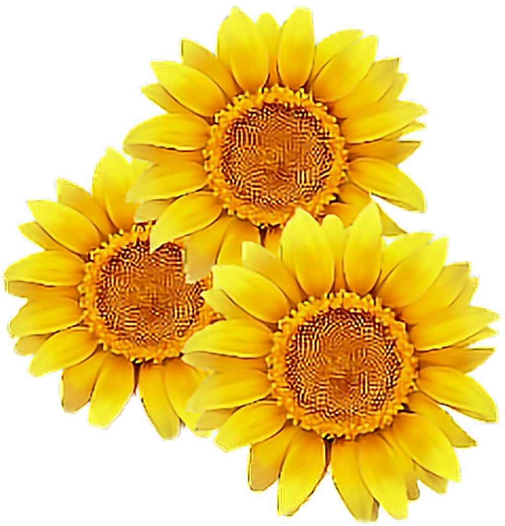 Triple_ Sunflower_ Clipart.png PNG Image