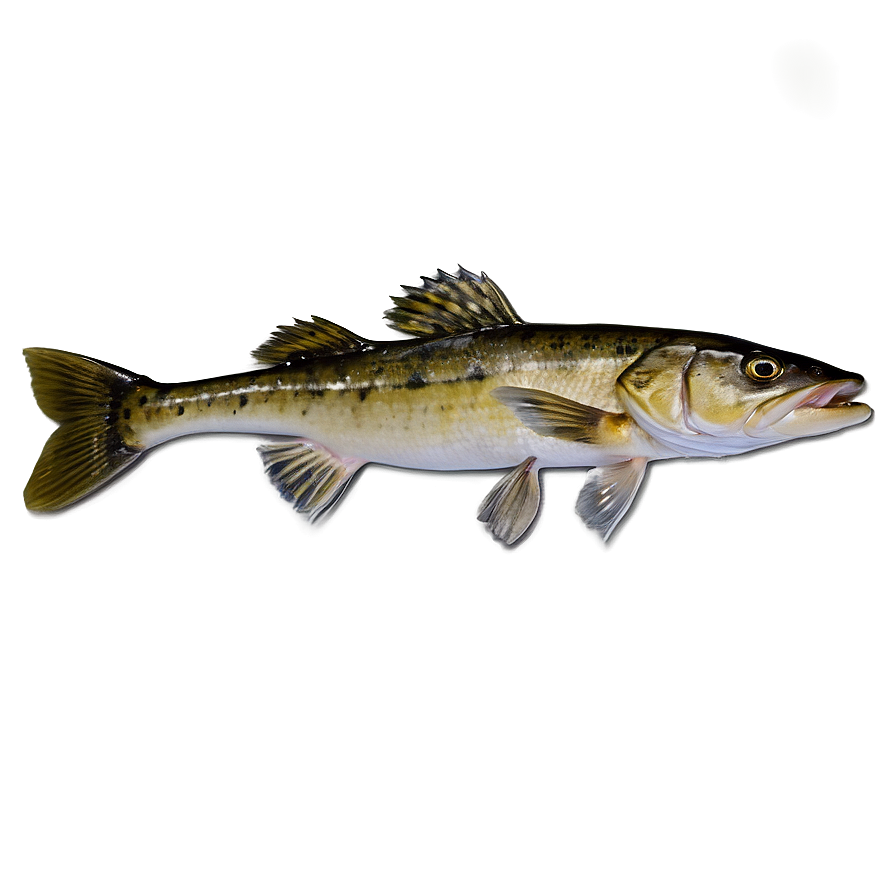 Trophy Walleye Catch Png Yhg86 PNG Image