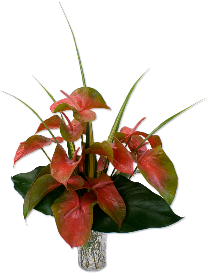 Tropical Anthurium Arrangement PNG Image