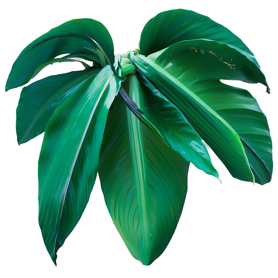 Tropical Banana Leaf Detail Png 59 PNG Image