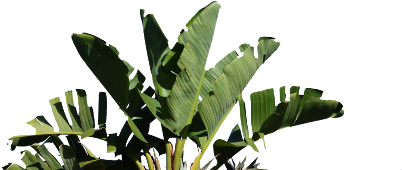 Tropical Banana Leaves Against Sky PNG Image