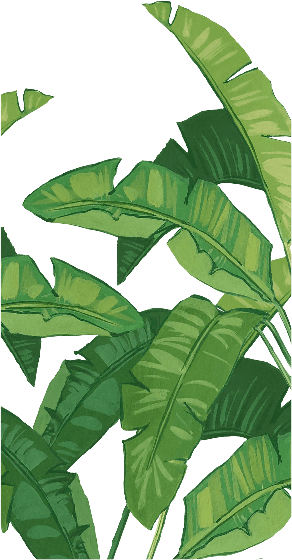 Tropical Banana Leaves Artistic Background PNG Image