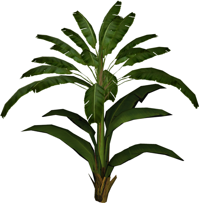 Tropical Banana Plant Isolated PNG Image