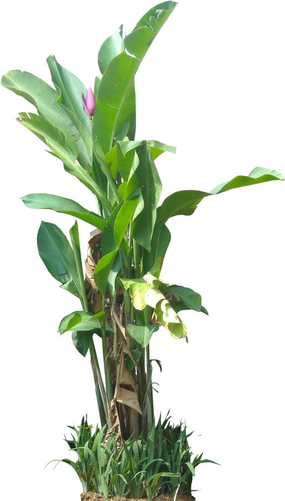 Tropical Banana Tree With Flower PNG Image