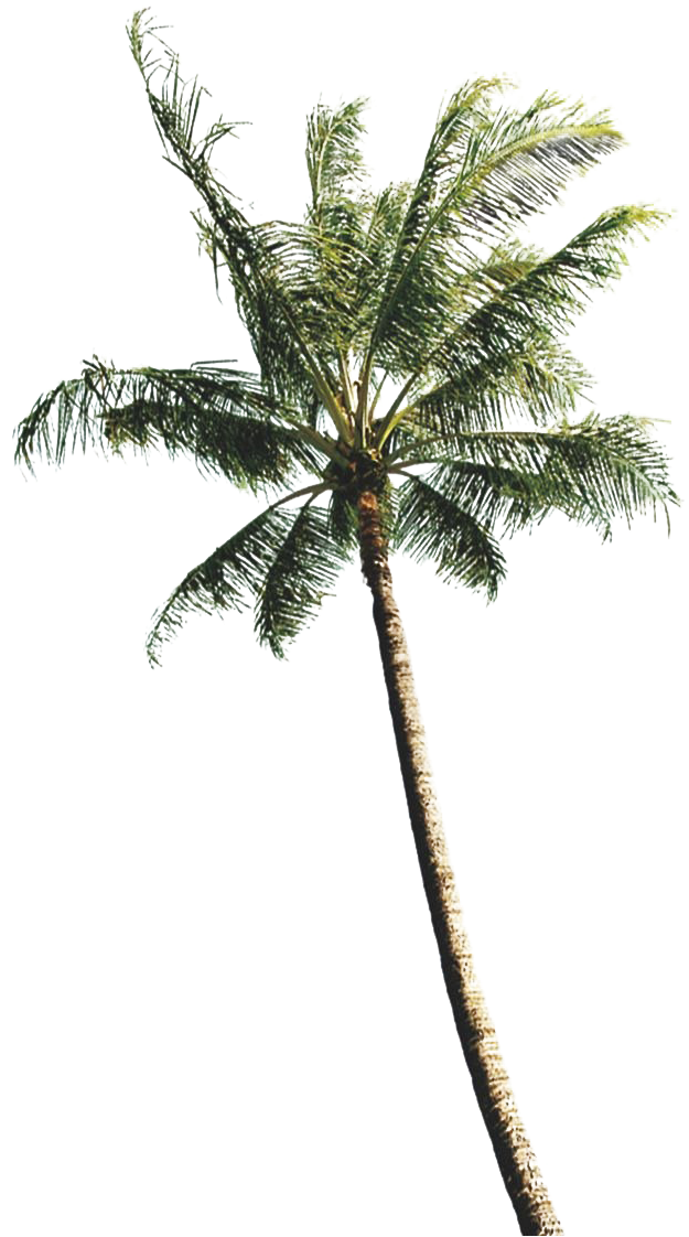 Tropical Coconut Tree Against Sky PNG Image