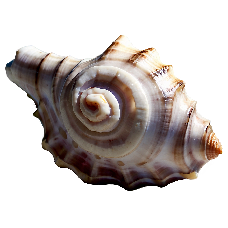 Tropical Conch Shell Png 06132024 PNG Image