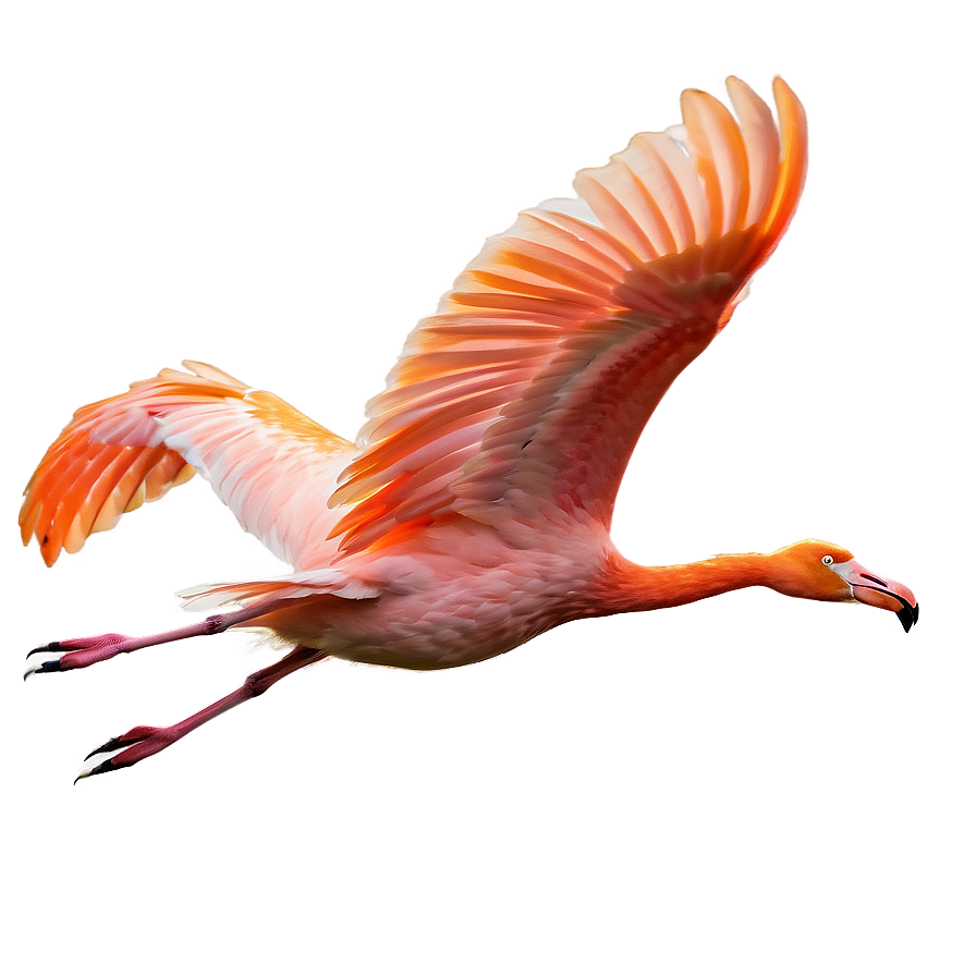 Tropical Flamingo In Flight Png 06272024 PNG Image