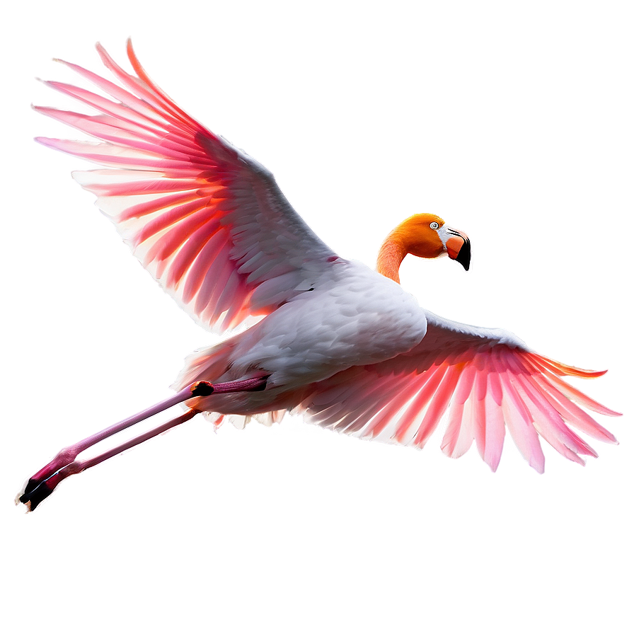 Tropical Flamingo In Flight Png Tod PNG Image