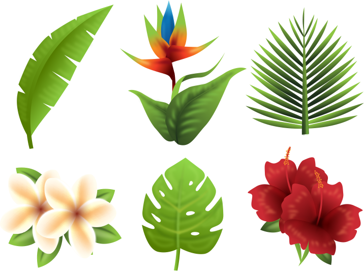 Tropical Flora Collection PNG Image