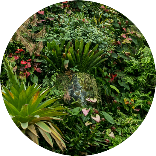 Tropical Garden Diversity.jpg PNG Image