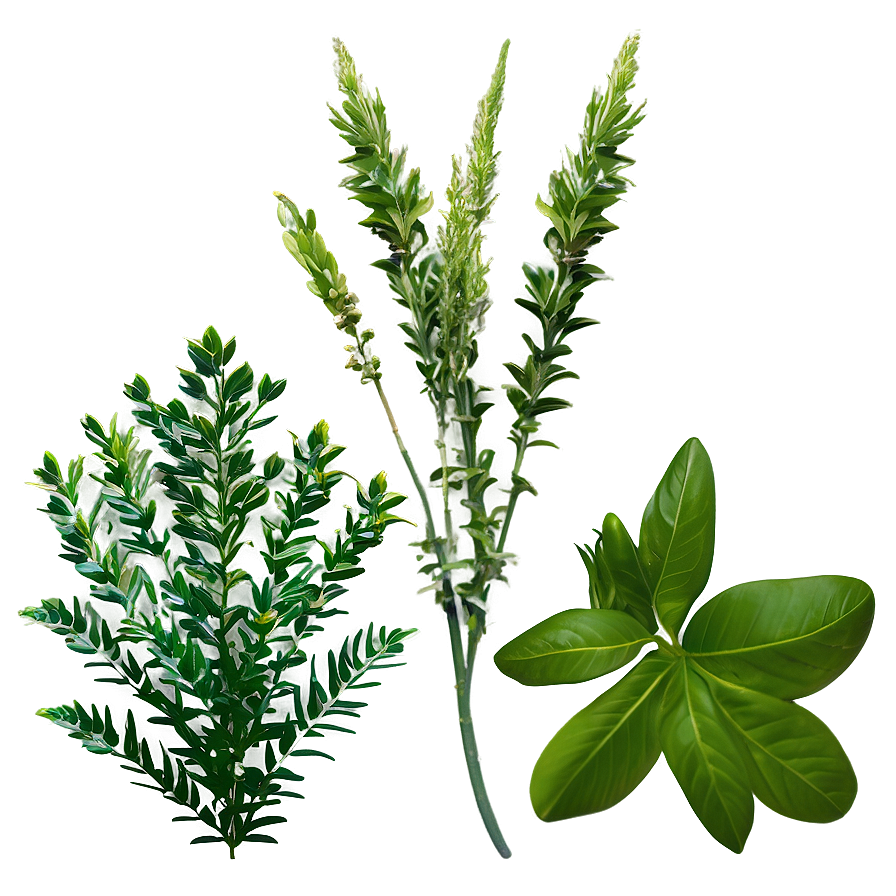 Tropical Herb Png 79 PNG Image